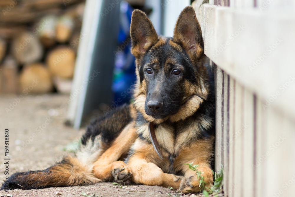 German shepherd 5 hot sale month