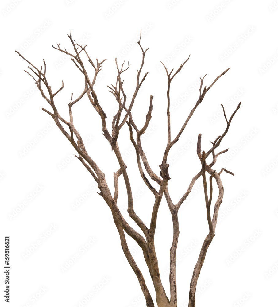 Dead tree isolated on white background. clipping path. Dead tree isolated on white background. clipping path.