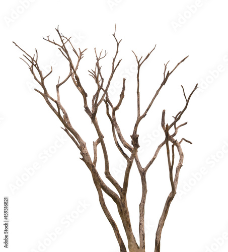 Photography Dead tree isolated on white background. clipping path.