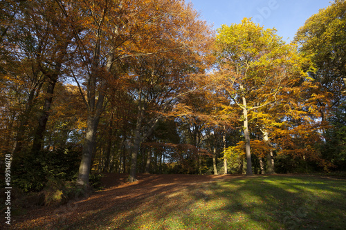 Herbstlandschaft im Rombergpark, Dortmund, Ruhrgebiet, Nordrhein-Westfalen, Deutschland, Europa