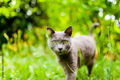 beautiful carthusian cat with green eyes and green background walking