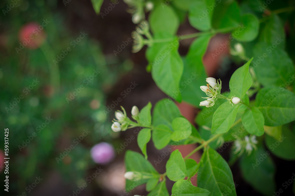 Little jasmine are blooming. Jasmine flower in natural.Have good smell and beautiful. Little jasmine are blooming. Jasmine flower in natural.Have good smell and beautiful.