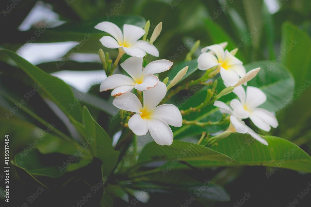 White Plumeria or frangipani in the garden. Plumeria flowers in nature White Plumeria or frangipani in the garden. Plumeria flowers in nature