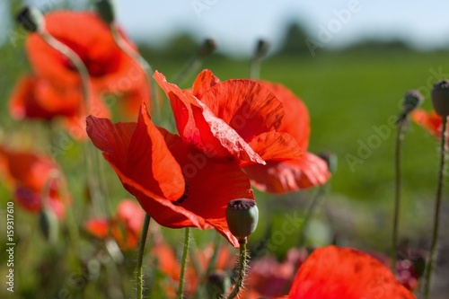 Several poppies in front of green field and blue sky on sunny summer day