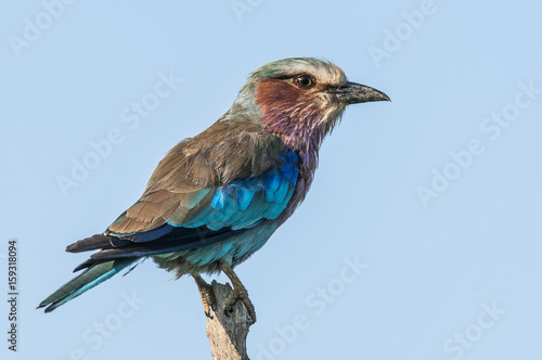 Lilac-Breasted Roller