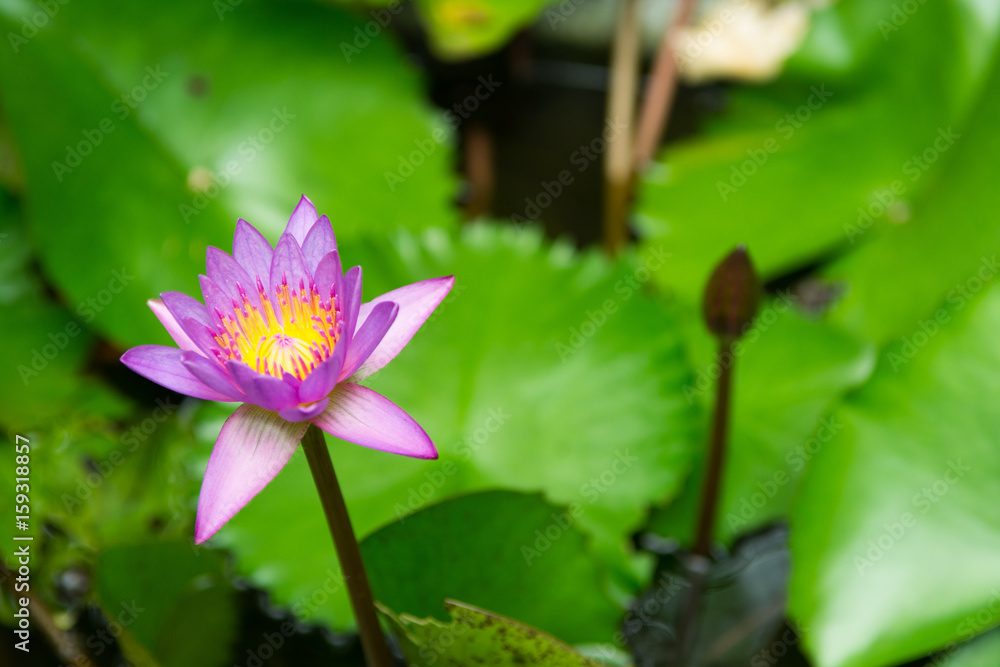 Lotus flower with leaves in the lake Lotus flower with leaves in the lake