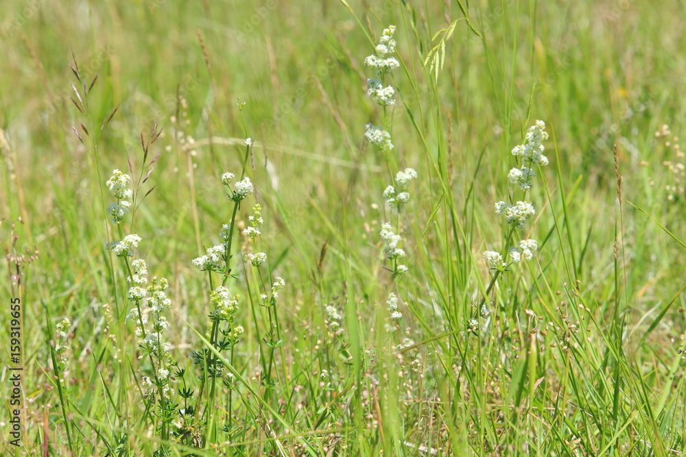 Wilde Blume mit weißen Blüten auf einer Heide