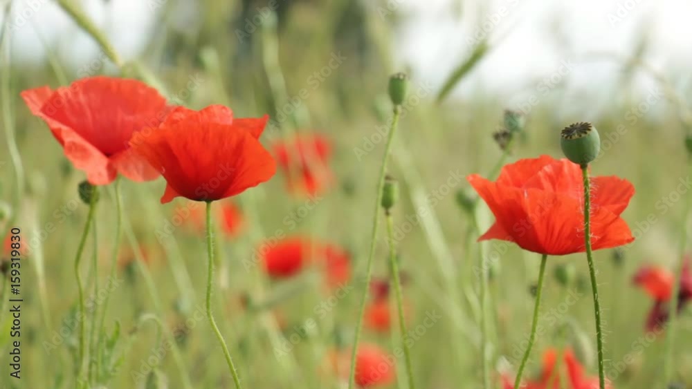 Poppies Poppies