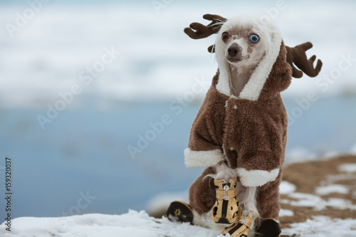 Fototapeta Naklejka Na Ścianę i Meble -  Dog fashion concept. Young Chinese crested dog with eyes of different colors posing in deer of Santa costume at winter seaside. Funny footwear. Close up. Copy-space. Outdoor shot
