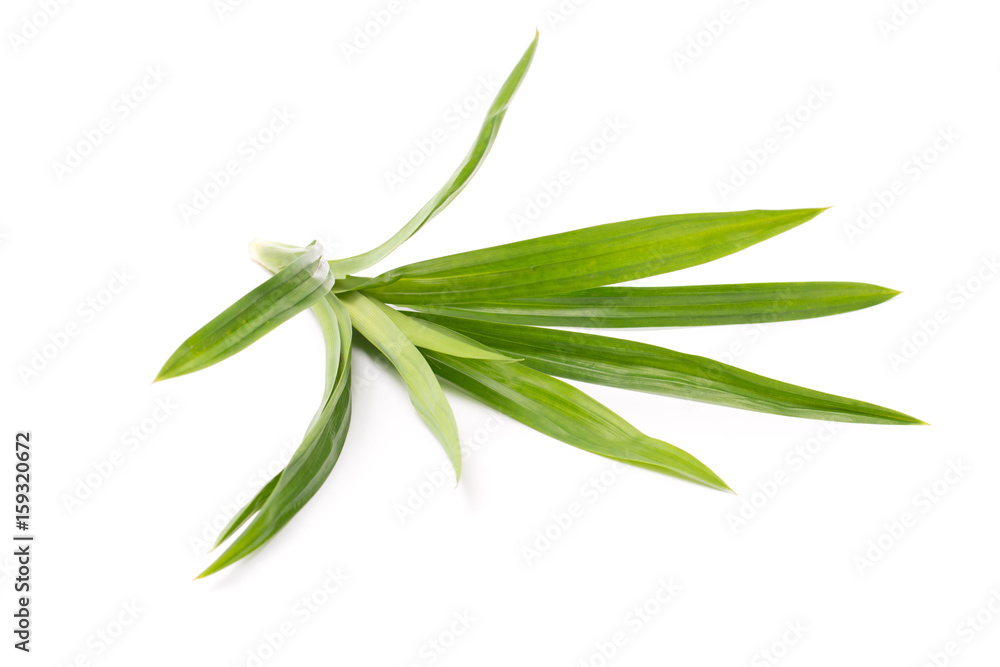 Fototapeta premium Fresh pandan leaves on white background