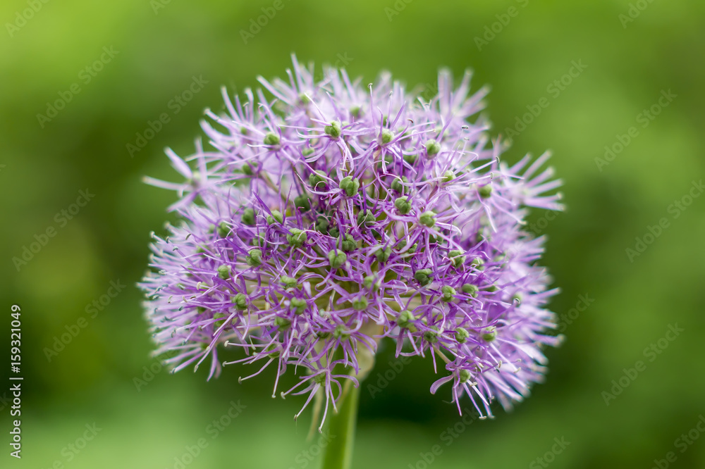 Purple ball Allium on green background Purple ball Allium on green background