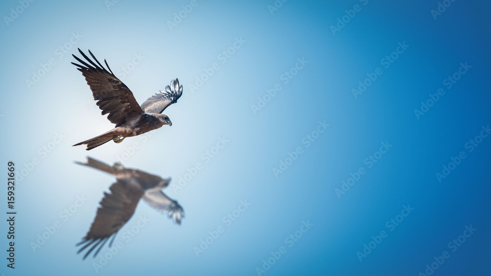 Fototapeta premium Falkenflug