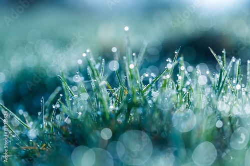 Wet grass with morning dew macro