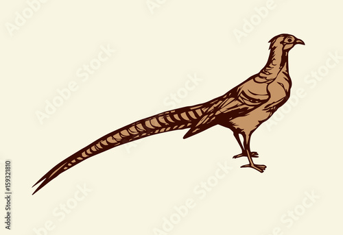 Pheasant. Vector drawing
