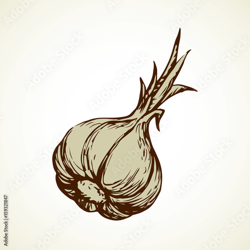 Garlic. Vector illustration