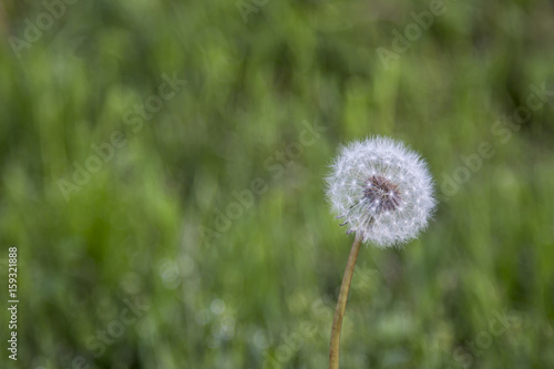 White Dandelion With Background Of Green Grass Out Of Focus