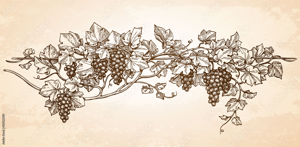 Hand drawn vector illustration of grapes.