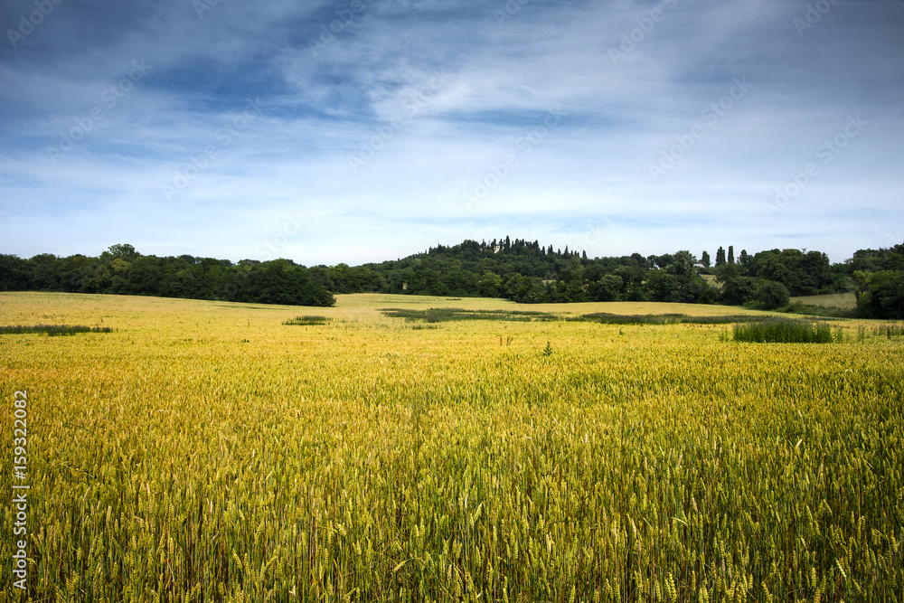fiels of wheat fiels of wheat