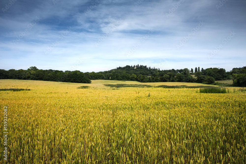 fiels of wheat