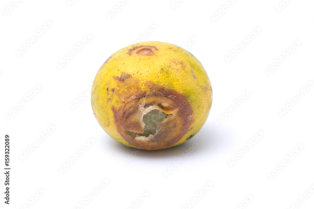 Obraz premium Rotten lemon isolated on white background