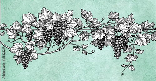 Hand drawn vector illustration of grapes.