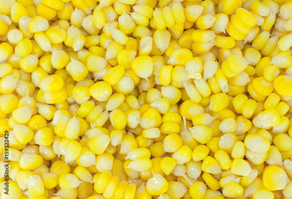 Ripe corn seed (corn),closeup of sweet corn for background use Ripe corn seed (corn),closeup of sweet corn for background use
