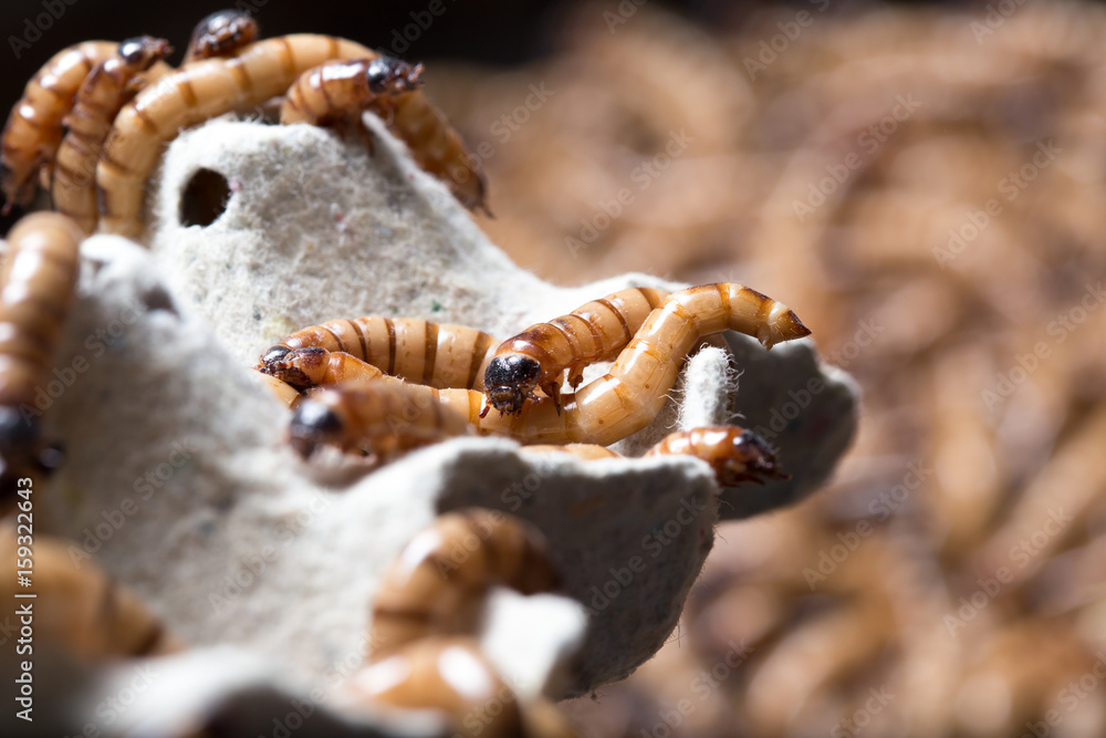 larvae Zophobas morio, superworm, zophobas. larvae Zophobas morio, superworm, zophobas.