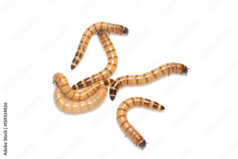 larvae Zophobas morio, superworm, zophobas. larvae Zophobas morio, superworm, zophobas.