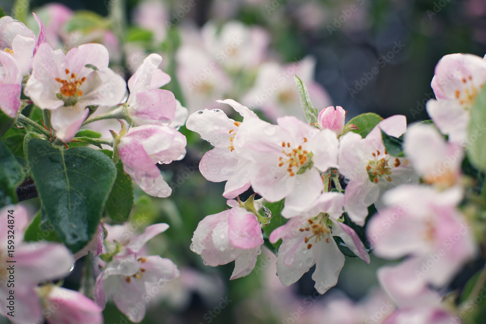 Blooming apple tree after the rain, pink flowers and leaves are covered with water drops, Shallow DOF Blooming apple tree after the rain, pink flowers and leaves are covered with water drops, Shallow DOF