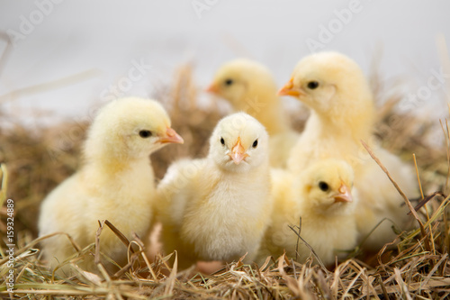 nestling chick. farm chicken.baby photo