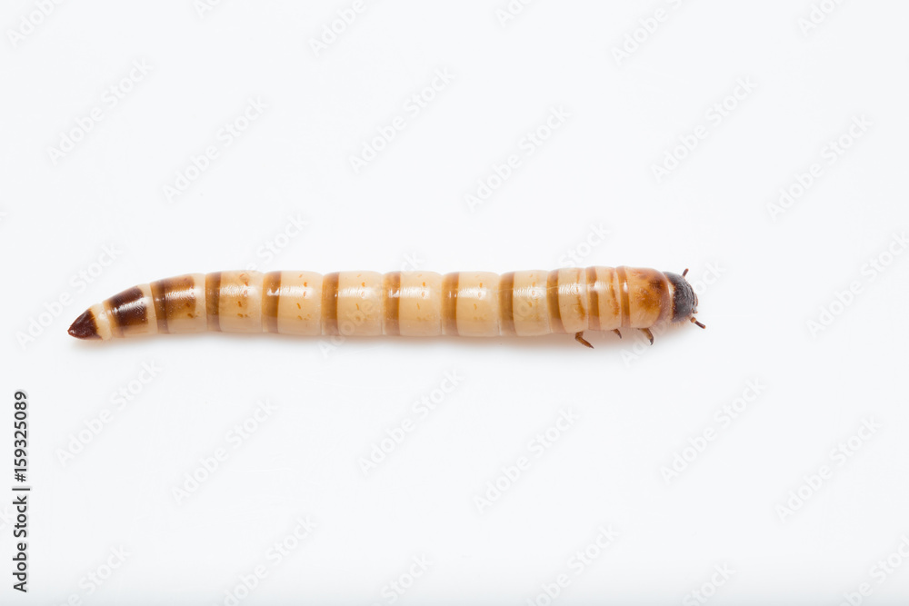 larvae Zophobas morio, superworm, zophobas. larvae Zophobas morio, superworm, zophobas.