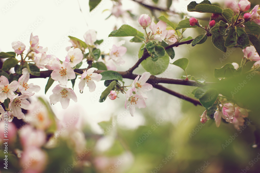 Blooming apple tree after the rain, pink flowers and leaves are covered with water drops, toning Blooming apple tree after the rain, pink flowers and leaves are covered with water drops, toning