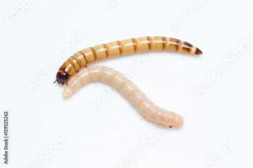 larvae Zophobas morio, superworm, zophobas.
