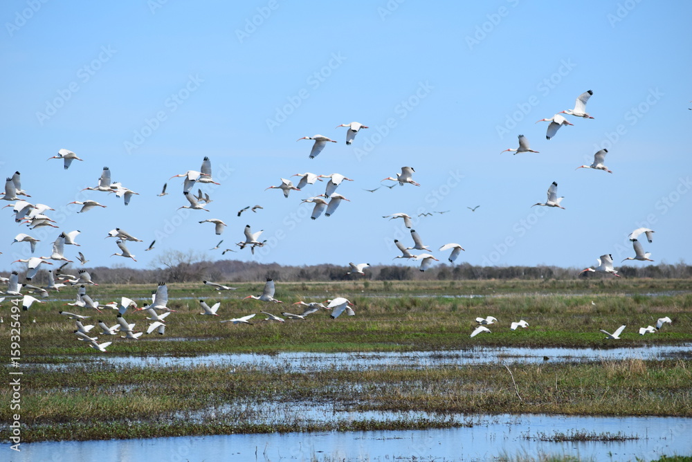 Birds in Lacassine National Wildlife Refuge 