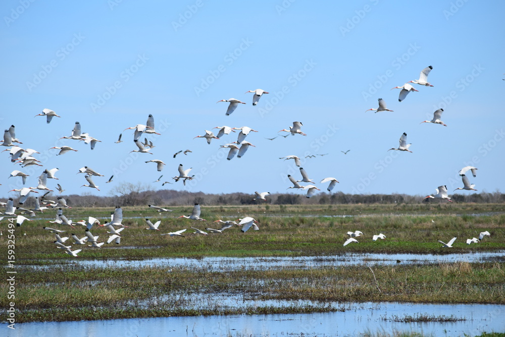 Birds in Lacassine National Wildlife Refuge Birds in Lacassine National Wildlife Refuge