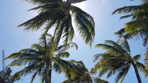 Palms and Blue Sky
