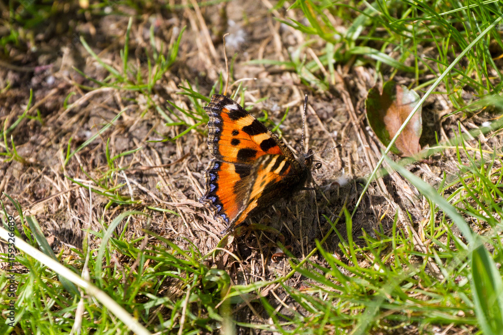 Small Tortoiseshell Butterfly resting on the ground in a grassy field Small Tortoiseshell Butterfly resting on the ground in a grassy field