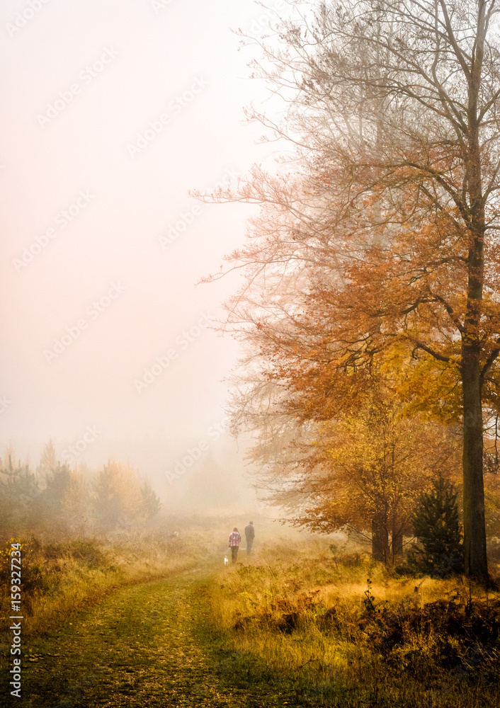 Fototapeta premium Misty Woods