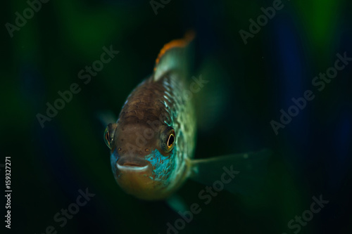 Nannacara. Blue aquarium fish on a background of algae. Cichlids.
