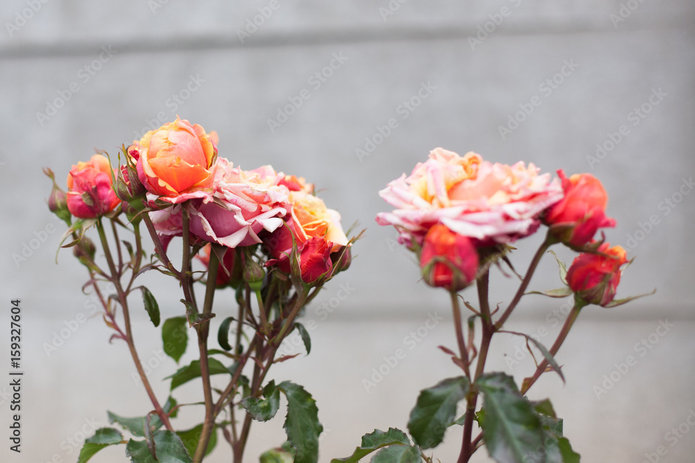 Attractive roses in the garden