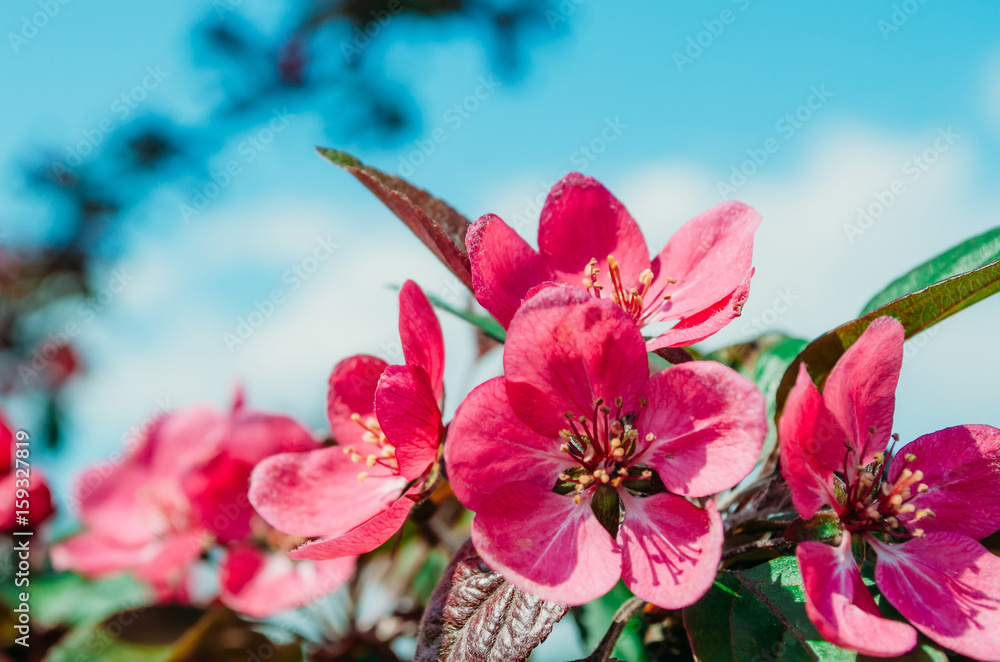 Fototapeta premium Red scarlet flowers of apple trees against the blue sky.