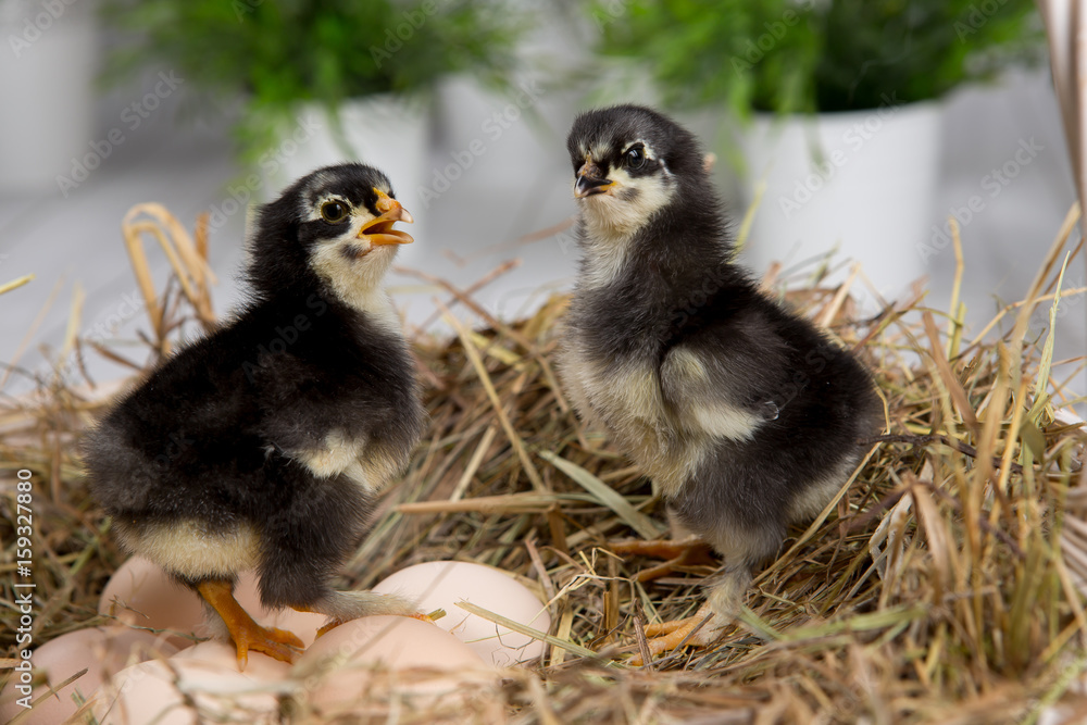 Obraz premium nestling chick. farm chicken.baby