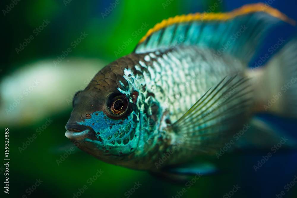 Fototapeta premium Nannacara. Blue aquarium fish on a background of algae. Cichlids.
