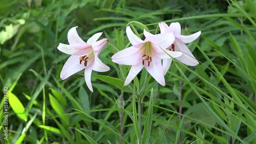 風で揺れるササユリ