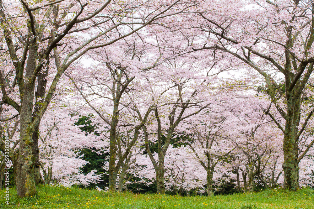 Sakura cherry blossom tree at green park Sakura cherry blossom tree at green park