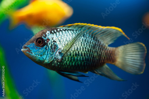 Nannacara. Blue aquarium fish on a background other fish. Cichlids. © Daniil