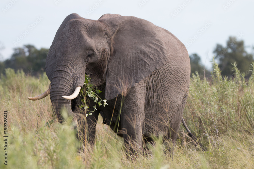 An Elephant eating and walking in the grass.
