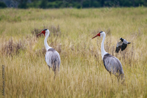 Two Wattled cranes walking in the grass.