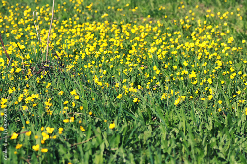 spring grass and flower in a field © alexkich