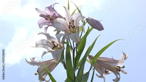 風で揺れるササユリ